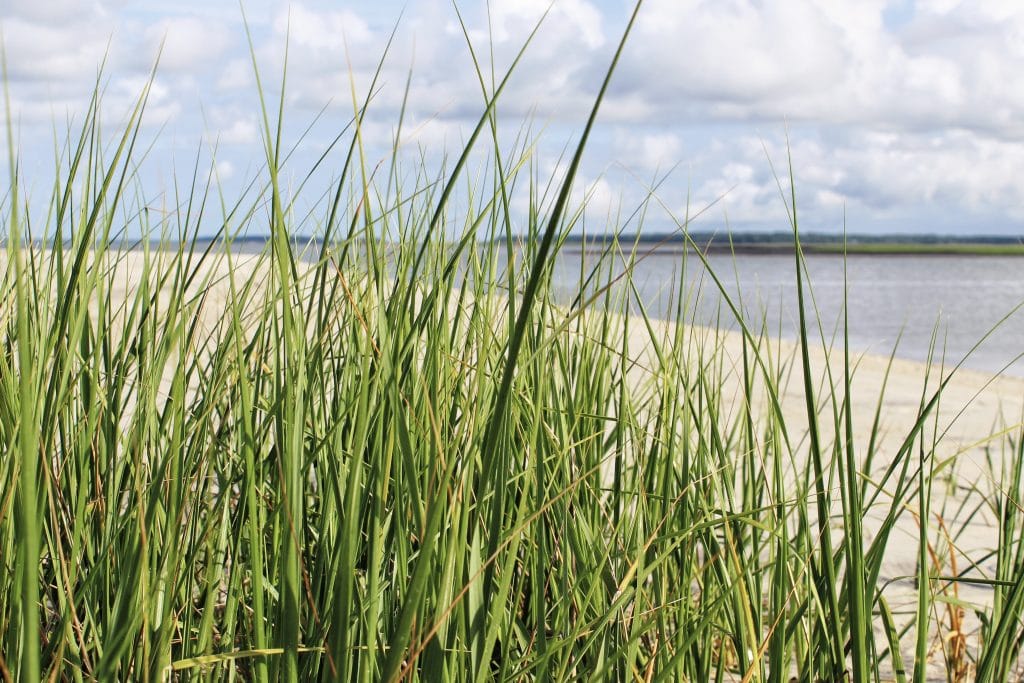 Beach grass on Edisto Island. 