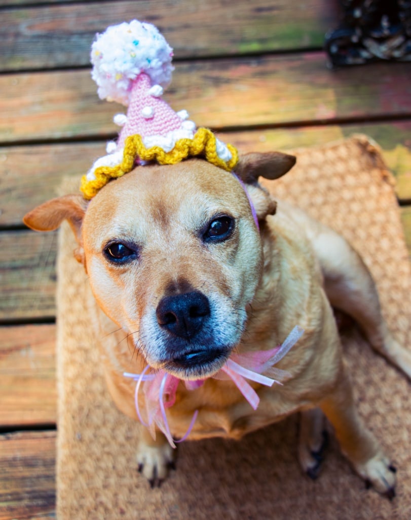 crochet projects to pamper your pets
